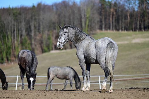 Lipizzaner stud farm in Piber in Styria - Lipizzaners have been bred here since 1920. The foals are born with black, gray or brown fur. They get the typical white color until they are 7 or 8 years old