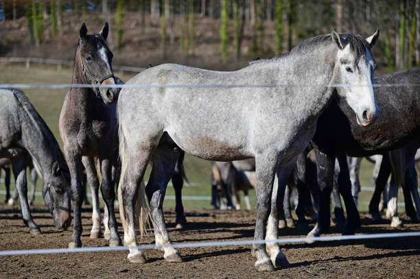 istock Lipizzaner stud farm in Piber in Styria 1985590174
