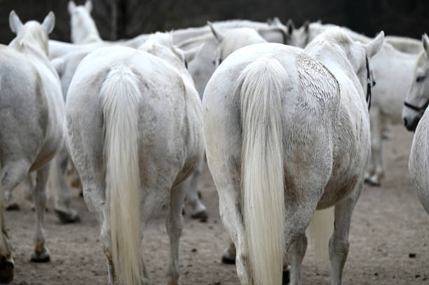 Lipizzaner stud farm in Piber in Styria - Lipizzaners have been bred here since 1920. The foals are born with black, gray or brown fur. They get the typical white color until they are 7 or 8 years old