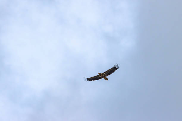 seeadler im höhenflug - white tailed eagle sea eagle eagle sea stock-fotos und bilder