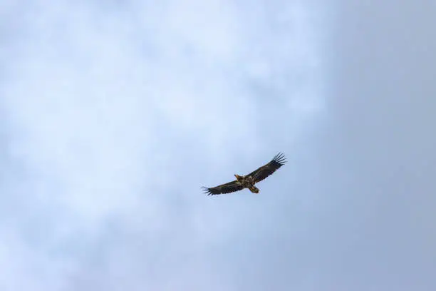 A white-tailed eagle soaring in Estonia