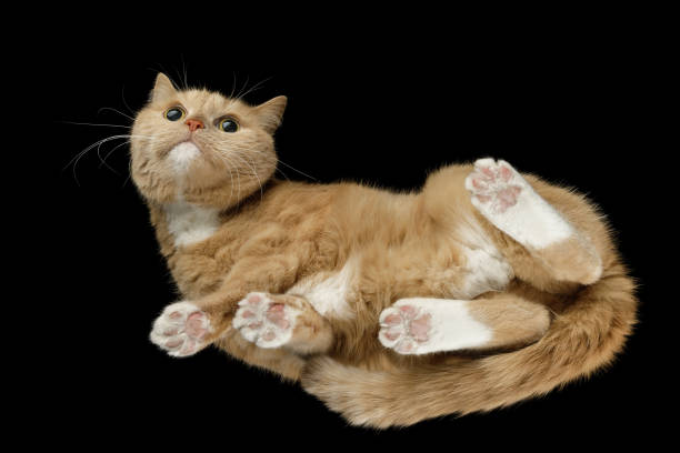 istock Golden color fluffy cat on black background looking at camera 1985594990