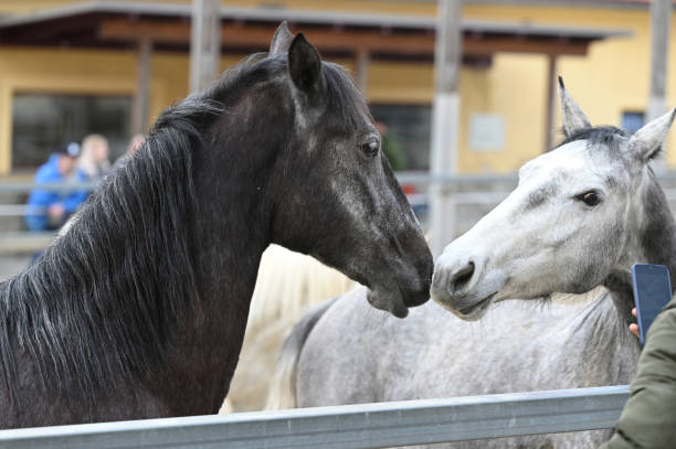 istock Lipizzaner stud farm in Piber in Styria 1985596102