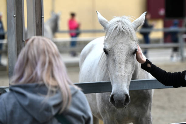 istock Lipizzaner stud farm in Piber in Styria 1985596633