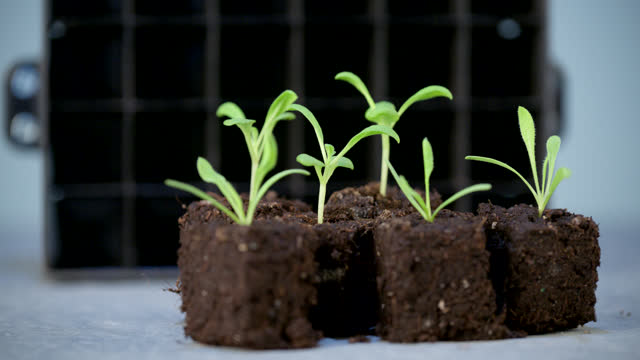 Soil blocking is a seed starting technique that relies on planting seeds in cubes of soil rather than cell trays or pots. Soil blocker is a great tool to make these ingenious, economical, and ecofriendly soil blocks for seed starting.