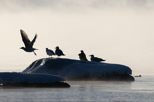 Birds in the freezing Baltic Sea in Estonia