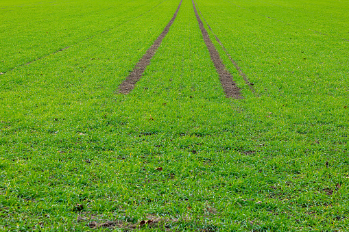 a tyre track in a green field