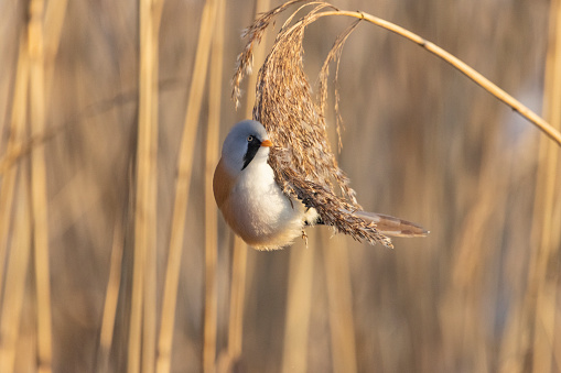 A male bearded reeding seen feeding in reeds in Estonia