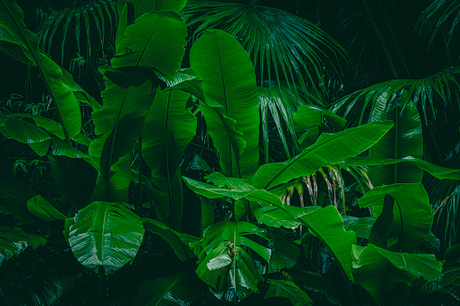 Wet banana tree leaves in the shade of the tropical rainforest - dark green background.