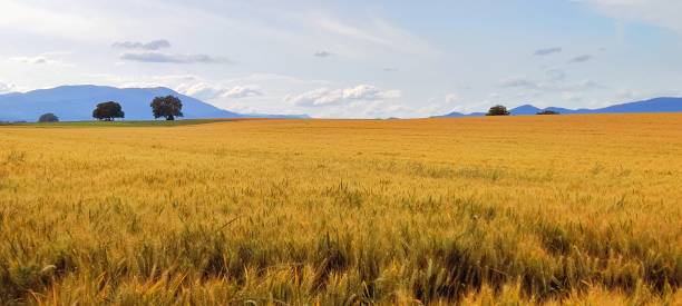 istock Wheat Fields near Oelenberg Abbey: A Tranquil Landscape Amidst Threatening Skies 1985621229
