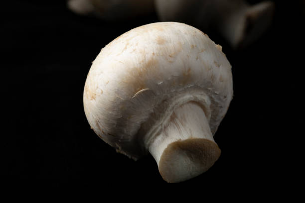 istock Mushrooms on a black background. 1985626389