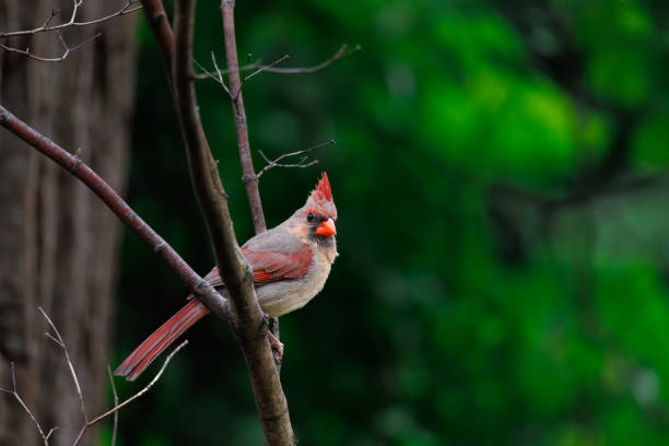 A female northern cardinal perched on a branch next to a tree