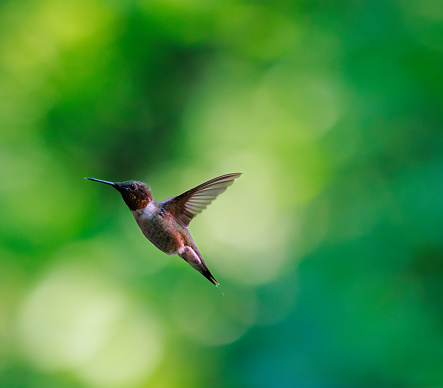 Ruby throated hummingbird in flight with greenery background