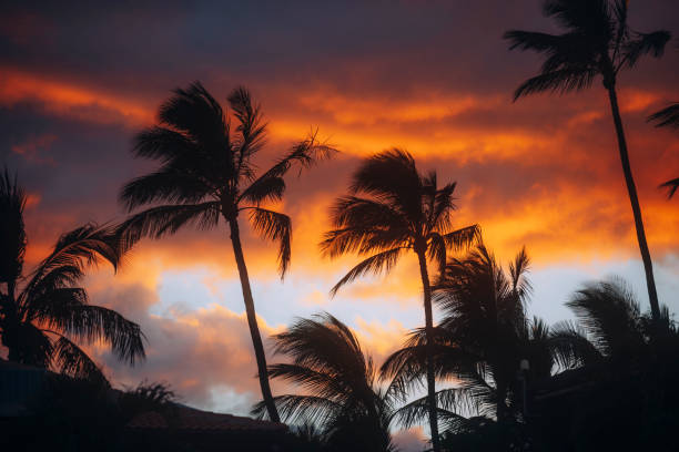 barrio de maui - hawaii islands polynesian culture hula dancer sunset fotografías e imágenes de stock