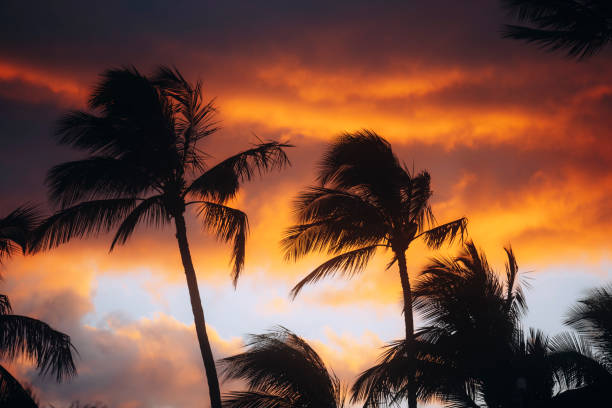 barrio de maui - hawaii islands polynesian culture hula dancer sunset fotografías e imágenes de stock