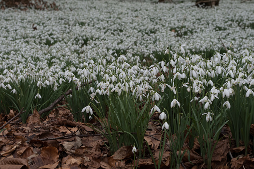 Some snowdrops bloom behind a wooden bench in an autumn forest