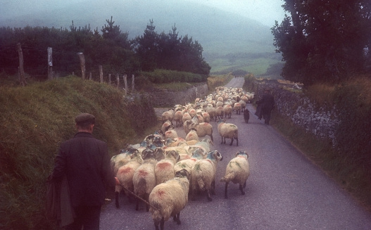 Shepherds and sheep dog guiding a flock of blackface sheep along a country road in Ireland in 1965. The sheep are marked in red, green and blue for various transactions at the local sheep sale. Grainy, soft focus.