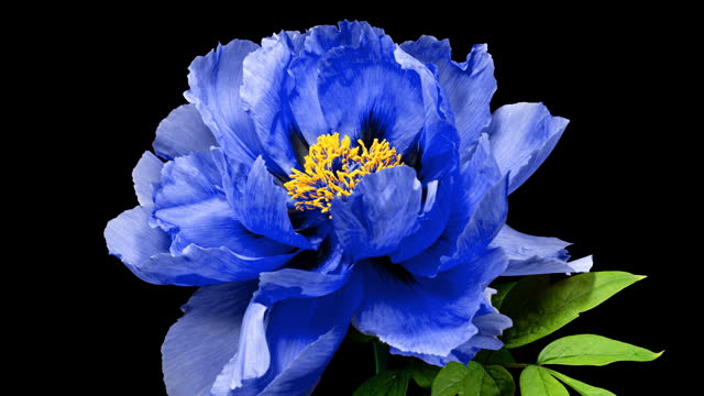 Blue Flower of Tree Peony Blooming in Time Lapse Close up on a Black Background. Beautiful Petals of Paeonia sect. Moutan Opens in Timelapse