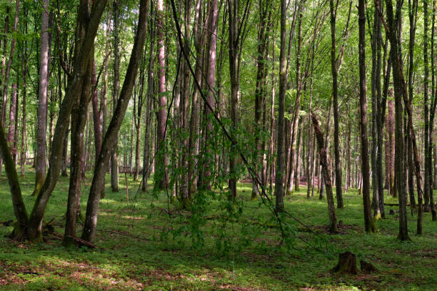 istock Springtime deciduous tree stand with hornbeams and oaks 1985692886