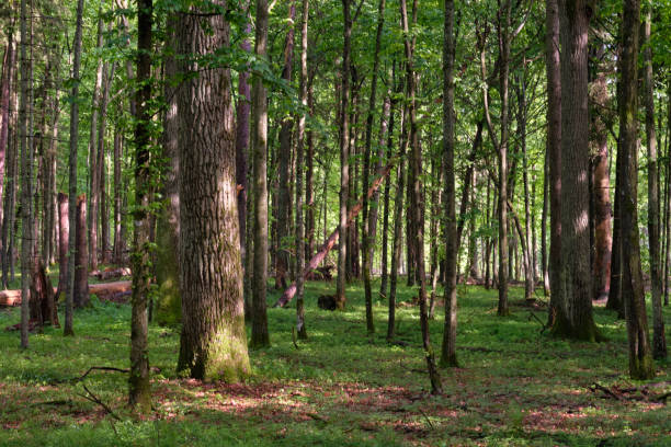 istock Springtime deciduous tree stand with hornbeams and oaks 1985694990