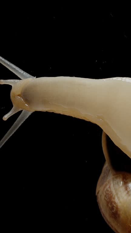 Vertical video. A Snail Crawls on the Glass, Viewed from Below, Slug on the Window, Leg Structure on a Black Background. Macro.