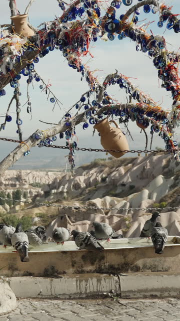 Vertical video. A pigeon feeder high in the mountains against the backdrop of an ancient city in the canyon. Pigeons gather under a tree adorned with Turkish amulets, Nazar medallions, to ward off the evil eye.