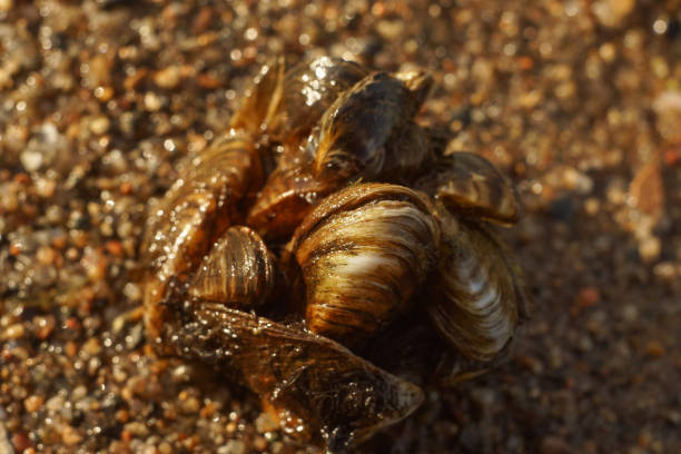 istock druse (cluster) of Dreissena polymorpha shells 1985744357