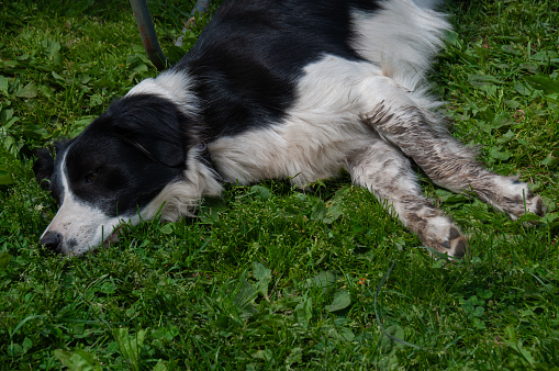 A black and white border collie sleeping on the grass in the summer