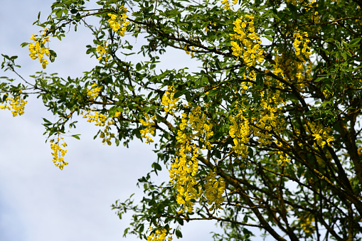 Gewöhnlicher Goldregen mit gelbem Blütenstand
