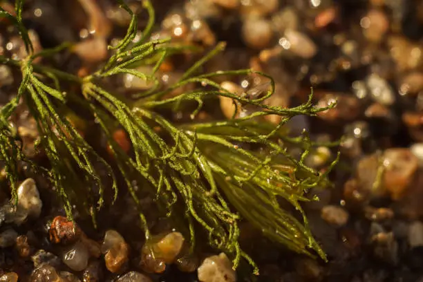 Macro photo of a little sprig of Ceratophyllum lying on coarse-grained sand