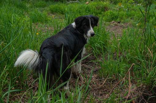 A black and white border collie playing in a muddy puddle of water