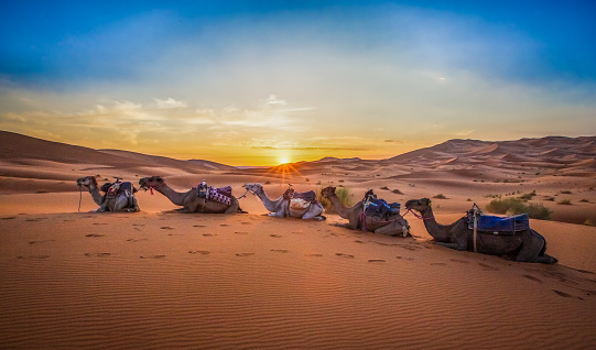 Anonymous guide leads camels with tourists riding into setting sun in Sahara desert. 