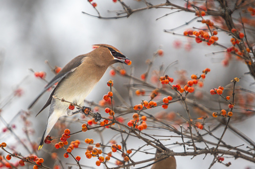 A Cedar waxwing in its natural environment in the Laurentian forest in winter.