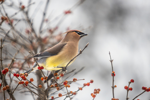 A bohemian waxwing comes in large flocks and clears the trees of all berries