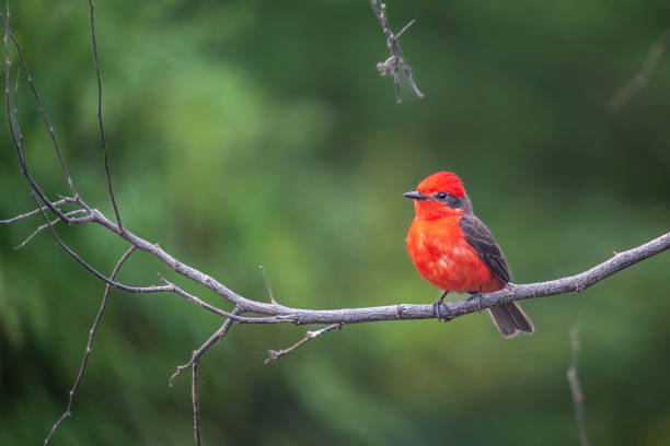 istock Scarlet Flycatcher, Mosquero Cardenal, (Pyrocephalus rubinus), Moucheroll;e vermillon. 1985749092