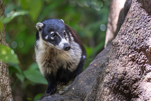 A magnificent white-nosed coati in the jungle of Tikal National Park in Guatemala.