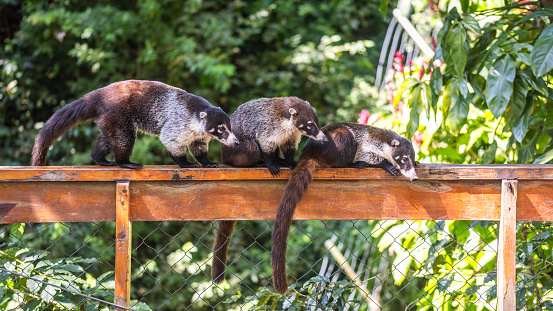 A group of coatis are having fun on a wooden structure in the jungle of Guatemala.