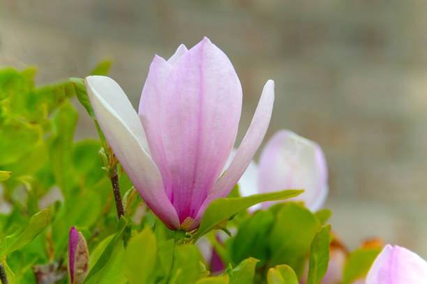 Beautiful Spring Tulip Tree Bloom (Magnolia)- Howard County, Indiana