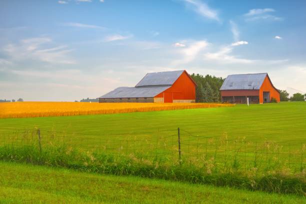 istock Old Weathered Barns with wheat field- Howard County, Indiana 1985751168