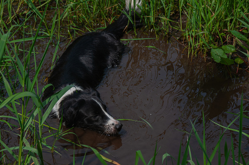 A black and white border collie playing in a muddy puddle of water