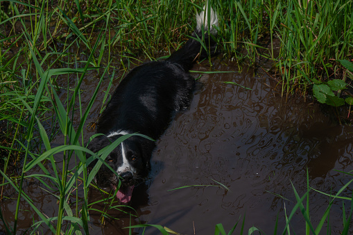 A black and white border collie in a muddy puddle of water looking at the camera with a muddy face