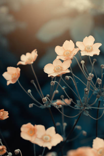 istock Anemone flowers in summer garden 1985763404