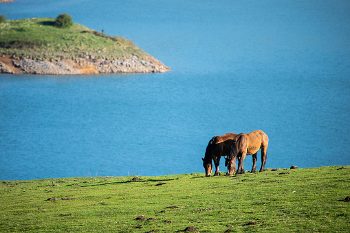 Two horses grazing peacefully on lush green grass next to the calm blue waters of a lake
