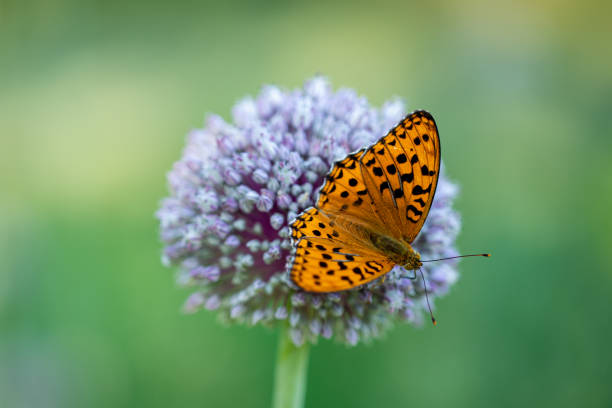 A vibrant orange butterfly with mottled wings perched on a spherical purple allium flower