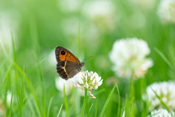 A brown butterfly with eyespots rests on a white clover on a green grass background
