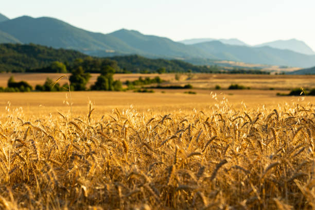 istock Golden wheat field with mountain background at sunset 1985765023