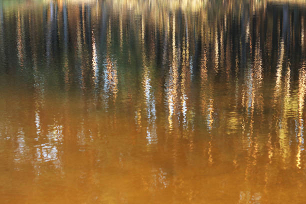 Abstract water tree reflections. Reflection in the water of trees growing on the banks. Colorful water reflections. Wallpaper Pattern of Water. Ripple Reflect. Pattern Design for Clothing and Interior