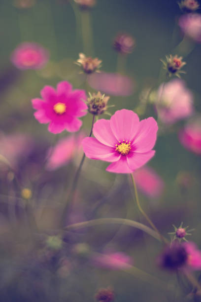 istock Garden cosmos, summer flowers 1985766759
