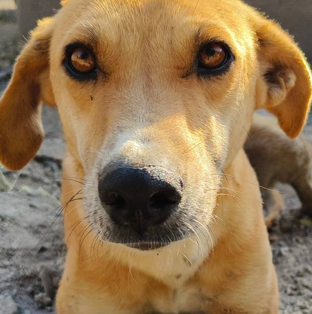istock Close up of indian dog 1985768242