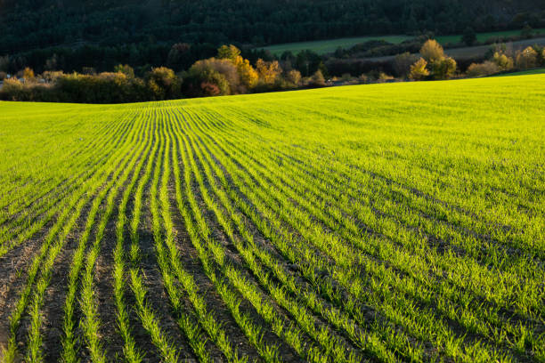 istock Young green wheat field at sunset 1985768290